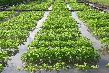 soybean germplasm collection