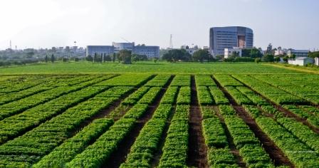 soybean germplasm collection