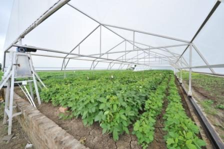 soybean germplasm collection
