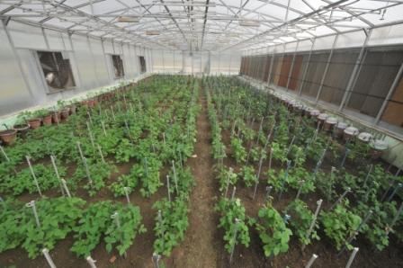 soybean germplasm collection
