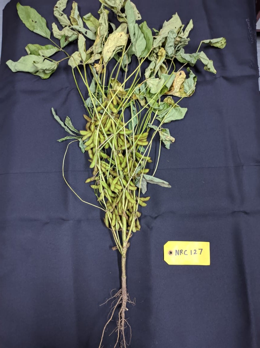 Soybean Varieties