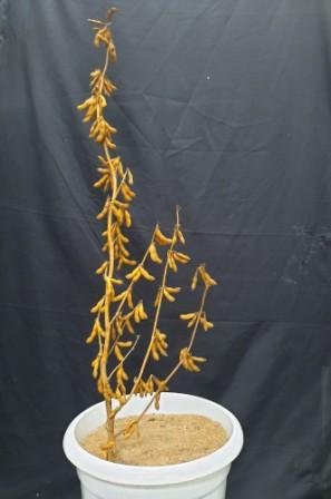Soybean Varieties
