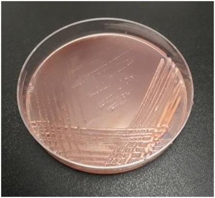 biofertilizers