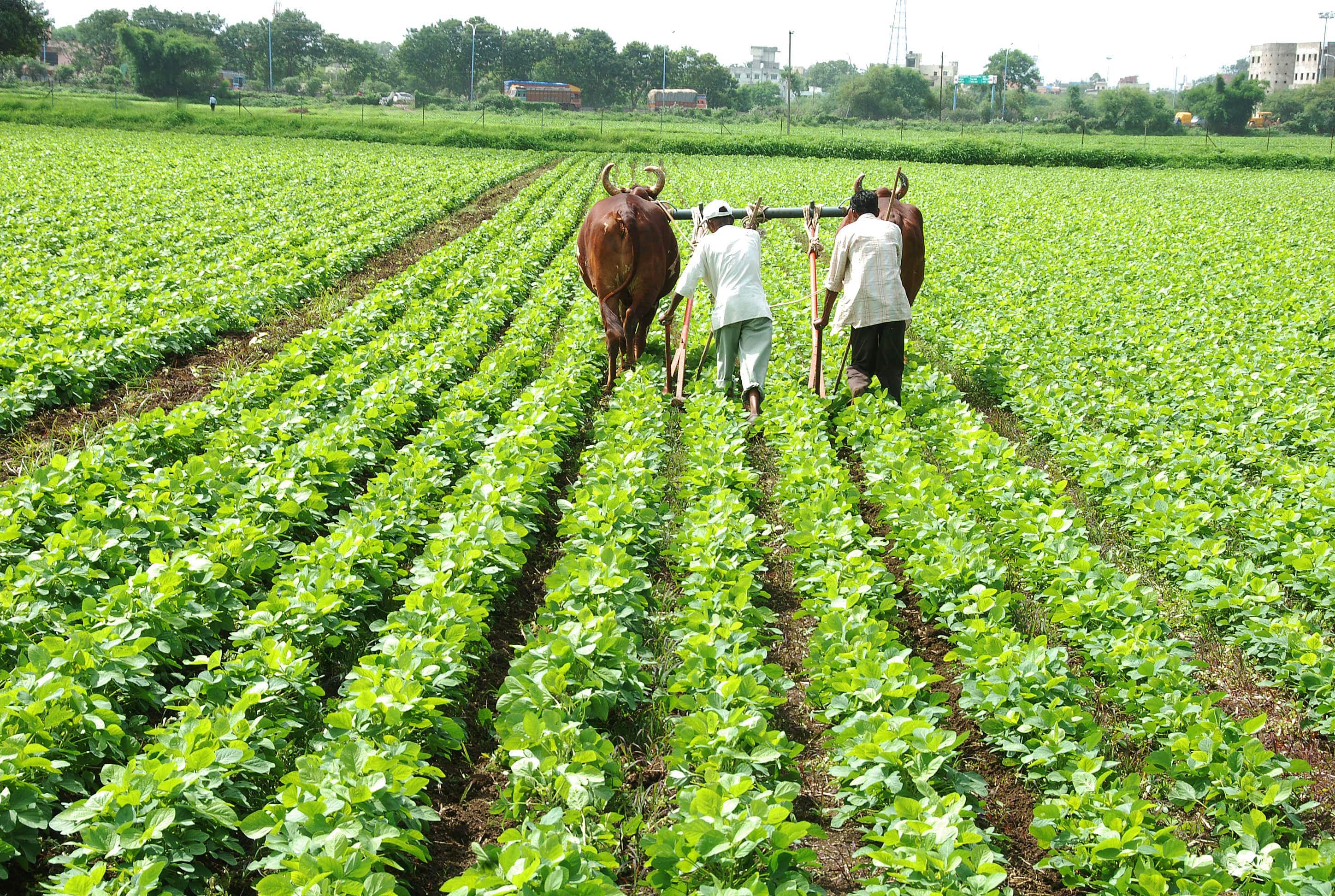 Farmers Corner