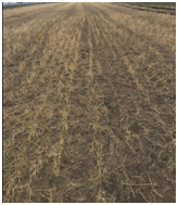 Hand Harvest demonstration