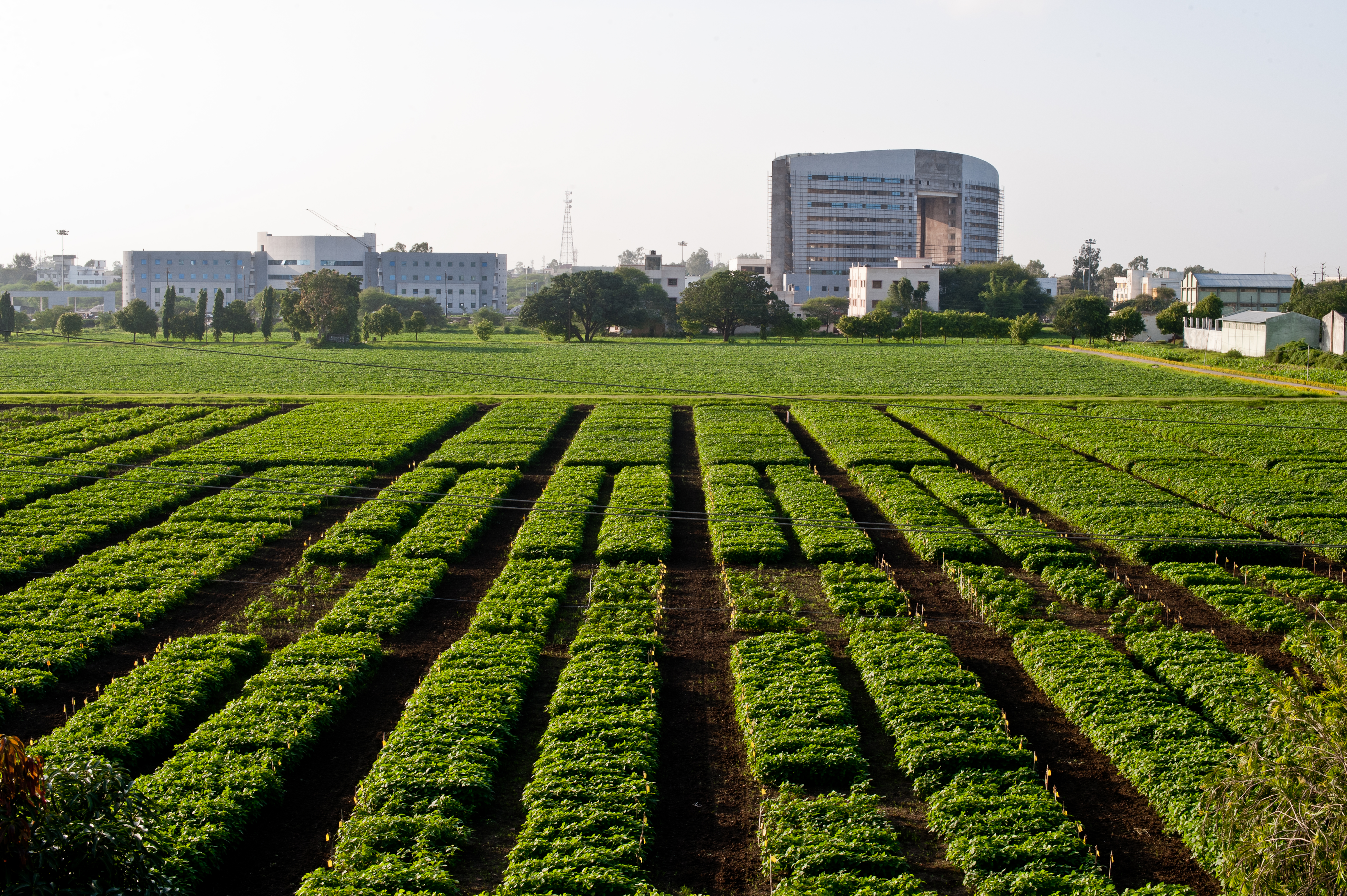 farm