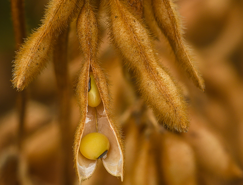 Soy Nuts